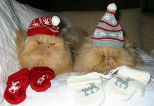 cats-hate-christmas-20